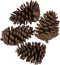 Clayre & Eef Decoratie Set Van 4 Dennenappel 8/10 Cm Bruin Hout Kunstplant Nepbloem Nepplant